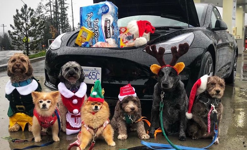 Dogs in Xmas costume promoting the Fill the frunk food drive